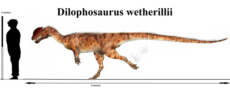 Exhibit Spotlight Dilophosaurus wetherilli img