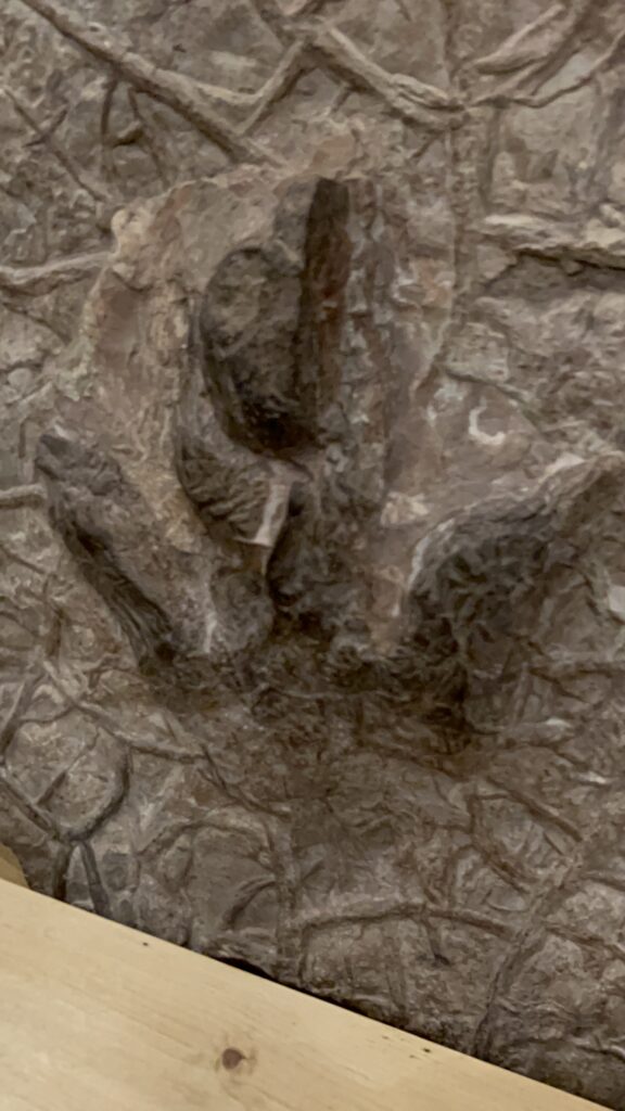 fossils in Ogden Utah