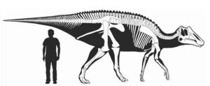 Guest Factoid Prosaurolophus img