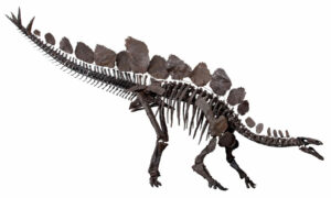 Did Stegosaurus have two brains