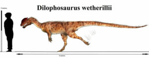 Exhibit Spotlight Dilophosaurus wetherilli img