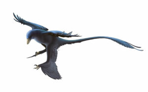 Exhibit Spotlight Microraptor zhaoianus img