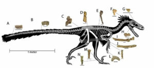 Paleontology Newsflash Dineobellator hesperonotus img